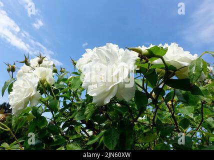 Flowers of a floribunda rose Stock Photo