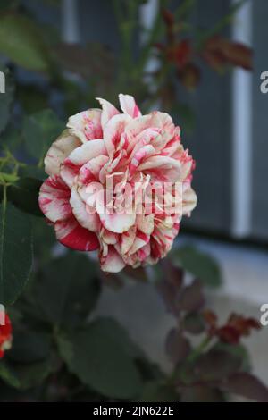 A garden rose surprised after a rainy day Stock Photo