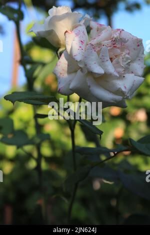 A closer look at a white rose thread Stock Photo