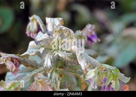 Pansy plant overrun by tiny spider mites Tetranychus urticae Tetranychidae (red spider mite or two-spotted spider mite). Covered with a web. Stock Photo