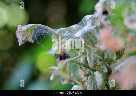 Pansy plant overrun by tiny spider mites Tetranychus urticae Tetranychidae (red spider mite or two-spotted spider mite). Covered with a web. Stock Photo