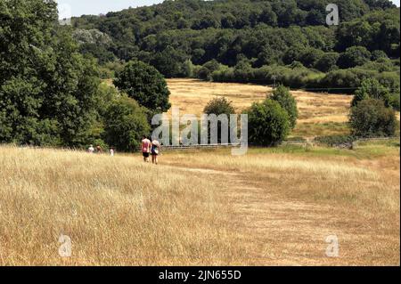 Hikers on a track through an arid field in England in Summer, with a woodland hillside in the distance Stock Photo