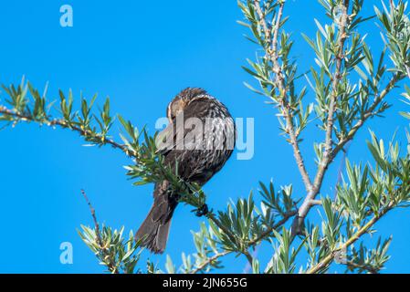 Red-winged Blackbird cleaning her feathers perched on a shrub in the blue sky. Stock Photo
