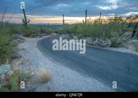 Downhill road with saguaro cactuses on the side at Sabino State Park in Tucson, AZ Stock Photo