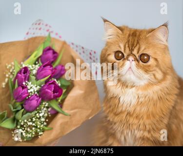 Red Persian cat with a bouquet of bright purple tulips. Stock Photo