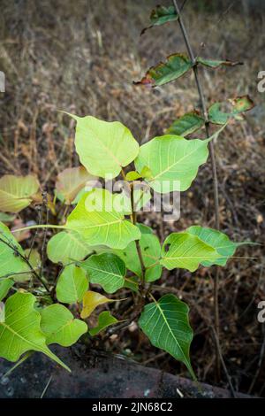 A close up shot of a young sacred fig, Ficus religiosa plant growing in the wild in India. It is also known as the bodhi tree. Stock Photo