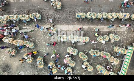 Pineapple harvesting in Tangail, Bangladesh Stock Photo