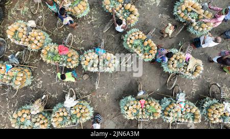 Pineapple harvesting in Tangail, Bangladesh Stock Photo