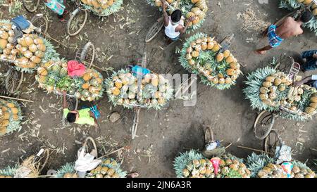 Pineapple harvesting in Tangail, Bangladesh Stock Photo