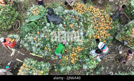 Pineapple harvesting in Tangail, Bangladesh Stock Photo