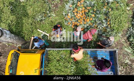 Pineapple harvesting in Tangail, Bangladesh Stock Photo