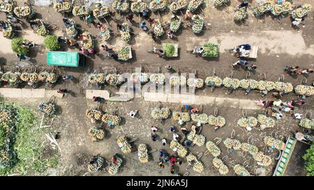 Pineapple harvesting in Tangail, Bangladesh Stock Photo