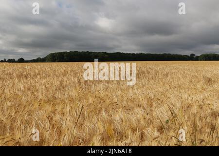 Barley growing in a field Stock Photo