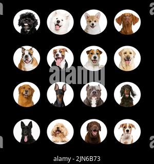 Photo set with different dog's portraits. Beautiful and purebred animals. Concept of beauty, breed, pets, animal life.