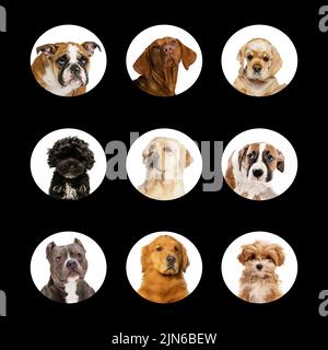 Photo set with different dog's portraits. Beautiful and purebred animals. Concept of beauty, breed, pets, animal life.