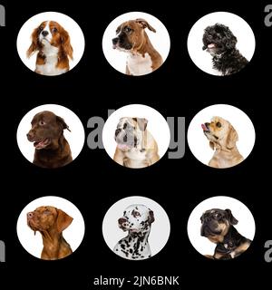 Photo set with different dog's portraits. Beautiful and purebred animals. Concept of beauty, breed, pets, animal life.