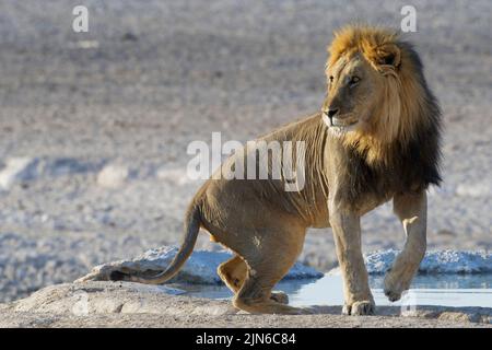 African lion (Panthera leo), lying adult male lion rising, at waterhole, alert, Etosha National Park, Namibia, Africa Stock Photo
