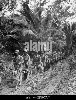 BOUGAINVILLE, PACIFIC OCEAN - circa December 1943 - US Marine 'Raiders' and their dogs, which are used for scouting and running messages, starting off Stock Photo
