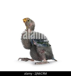 One week old Australian King Parrot aka Alisterus scapularis baby bird, standing side ways with beak closed. isolated on a white background. Stock Photo