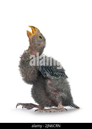 One week old Australian King Parrot aka Alisterus scapularis baby bird, standing side ways with beak open waiting to be fed. isolated on a white backg Stock Photo