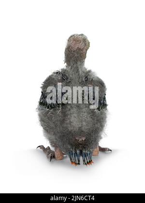 One week old Australian King Parrot aka Alisterus scapularis baby bird, sitting backwards. isolated on a white background. Stock Photo
