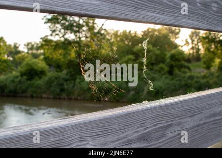 Spider web on wooden bridge between the rails. High quality photo Stock Photo