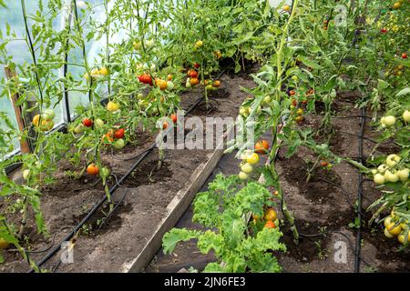 Water dripping system in home vegetable garden watering tomato plants in greenhouse. Home use water drip irrigation system. Ripe tomatoes on stem. Stock Photo