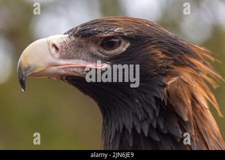 A closeup of a wedge-tailed eagle's head. Aquila audax. Stock Photo