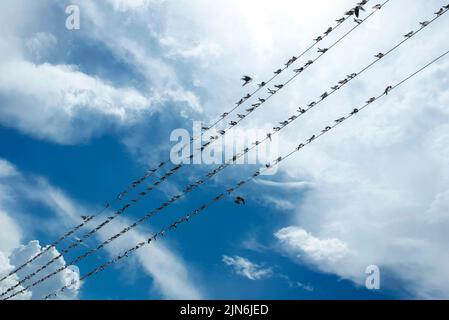 Birds sit on wires against the background of the sky with clouds. Feathers on high voltage wires Stock Photo