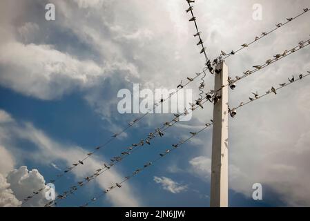 Birds sit on wires against the background of the sky with clouds. Feathers on high voltage wires Stock Photo