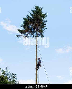 A tree surgeon climbing a pine tree to remove branches. Stock Photo
