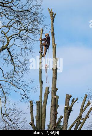 A tree surgeon pruning sycamore trees. Stock Photo