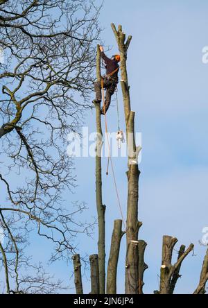 A tree surgeon pruning sycamore trees. Stock Photo
