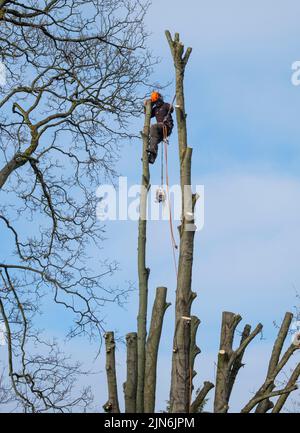 A tree surgeon pruning sycamore trees. Stock Photo