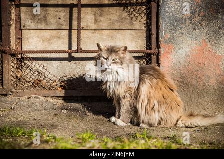 Homeless cat sits behind the bars of the basement window and looks Stock Photo