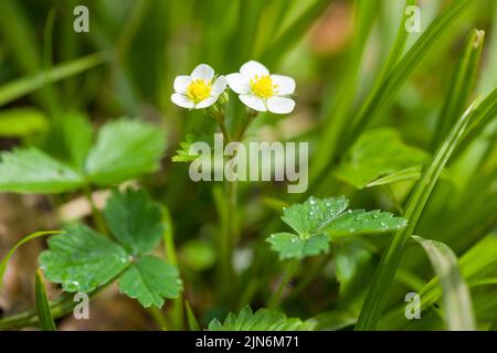 Wild Strawberry (Fragaria vesca) flowers in a woodland in the Quantock Hills in the south west of England. Stock Photo