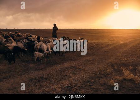 A shepherd young man with a stick, shepherds sheep and rams in t Stock Photo