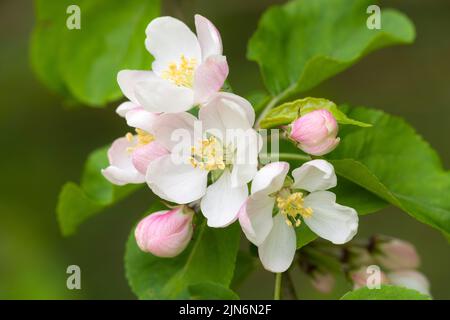 European Crab Apple (Malus sylvestris) blossom in the Quantock Hills in spring, Somerset, England. Stock Photo