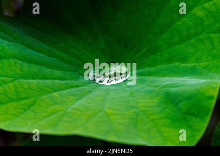 Close-up photo of rain drop on the surface of a lotus leaf, which feature a hydrophobic surface allowing water droplets to bead up into spherical stru Stock Photo