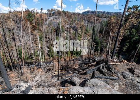 Hrensko, Czech Republic. 09th Aug, 2022. The burnt forests in the Ceske Svycarsko (Czech Switzerland) National Park, Czech Republic, August 9, 2022. On the photo there is the Long Mine above the Edmund (Silent) Gorge, where he is guarding part of the first area handed over by the firefighters to the park administration after the firefighting is finished. Credit: Ondrej Hajek/CTK Photo/Alamy Live News Stock Photo