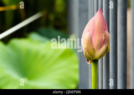 One pink lotus buds on the right side of the picture on a blur green bushes and a soft bokeh, vintage style. Stock Photo