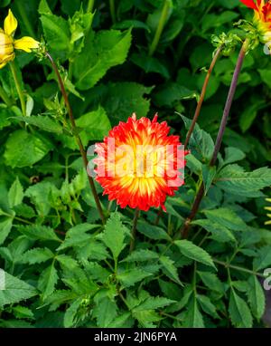 Beautiful red and yellow Dahlia flower