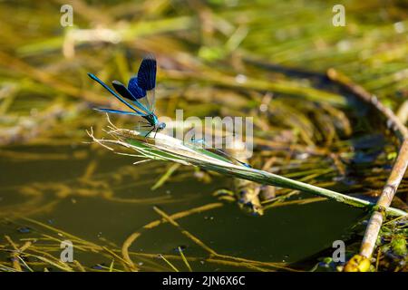 A Blue banded dragonfly at a river Stock Photo - Alamy