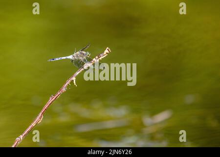 a blue leaf dragonfly at a river Stock Photo