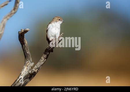 Mariqua Flycatcher standing on a branch isolated in natural background in Kgalagadi transfrontier park, South Africa; specie family Melaenornis mariqu Stock Photo