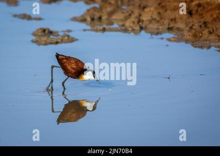 African jacana wading in waterhole with reflection in Kgalagadi transfrontier park, South Africa; specie Actophilornis africanus family of Jacanidae Stock Photo