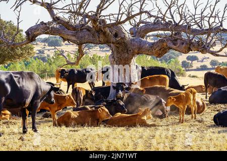 Large dry tree with a herd of cows lying next to it resting on a hot day. Stock Photo