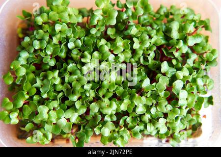 Microgreen radish planted in plastic box on the windowsill. Stock Photo
