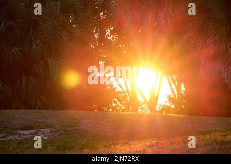 Bright evening sun shining low over horizon through tropical palm trees at sunset Stock Photo