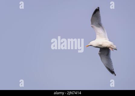 Seagull flying in a blue sky Stock Photo